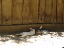 2. nap
