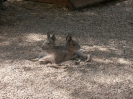 3. nap