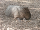 3. nap