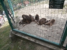 3. nap