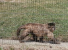 4. nap