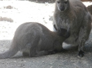 4. nap