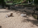 4. nap